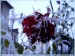 růže a sníh.jpg