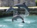 delfínek 4.jpg